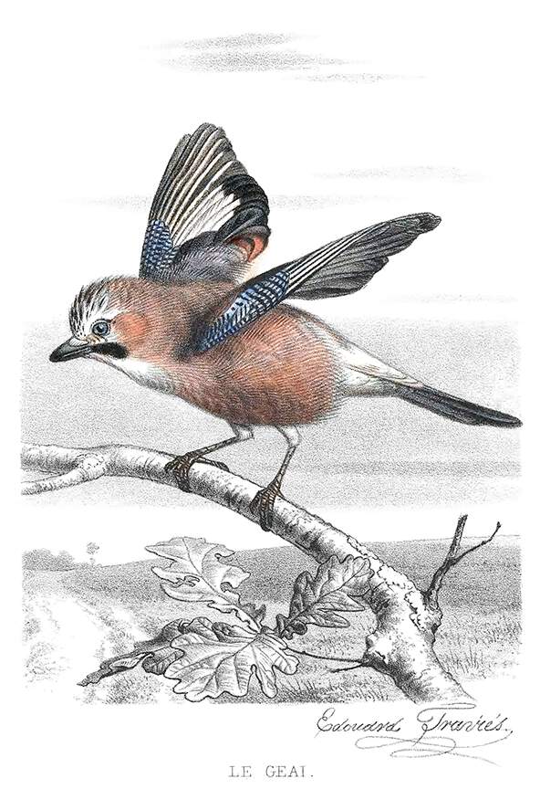 A Eurasian jay perched on a branch